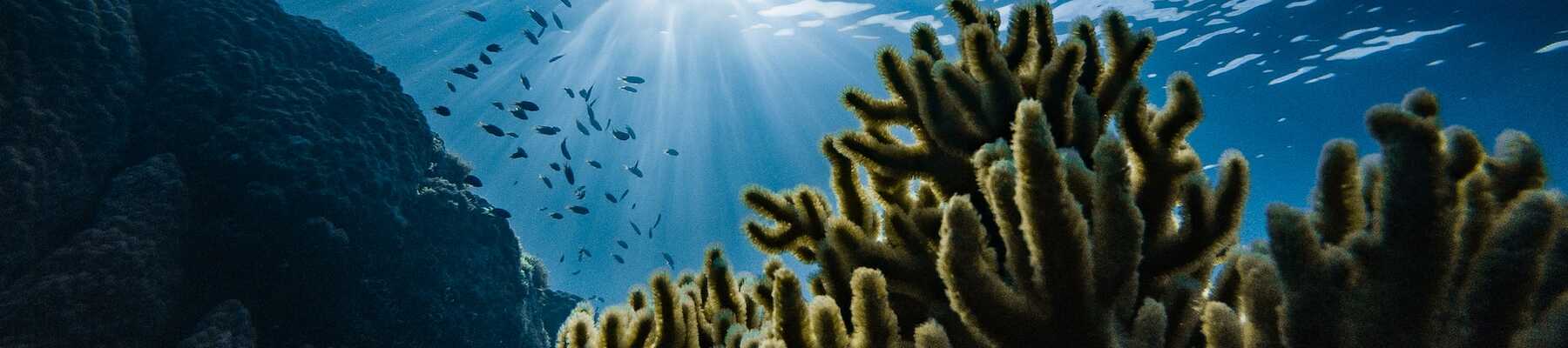Hintergrundbild: Unter Wasser mit Korallen